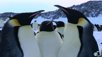 clash of penguins